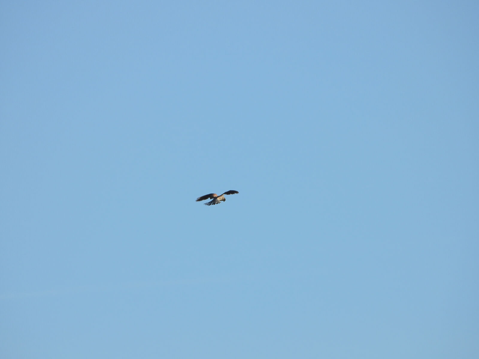 Nikon COOLPIX P1100 sample photo
