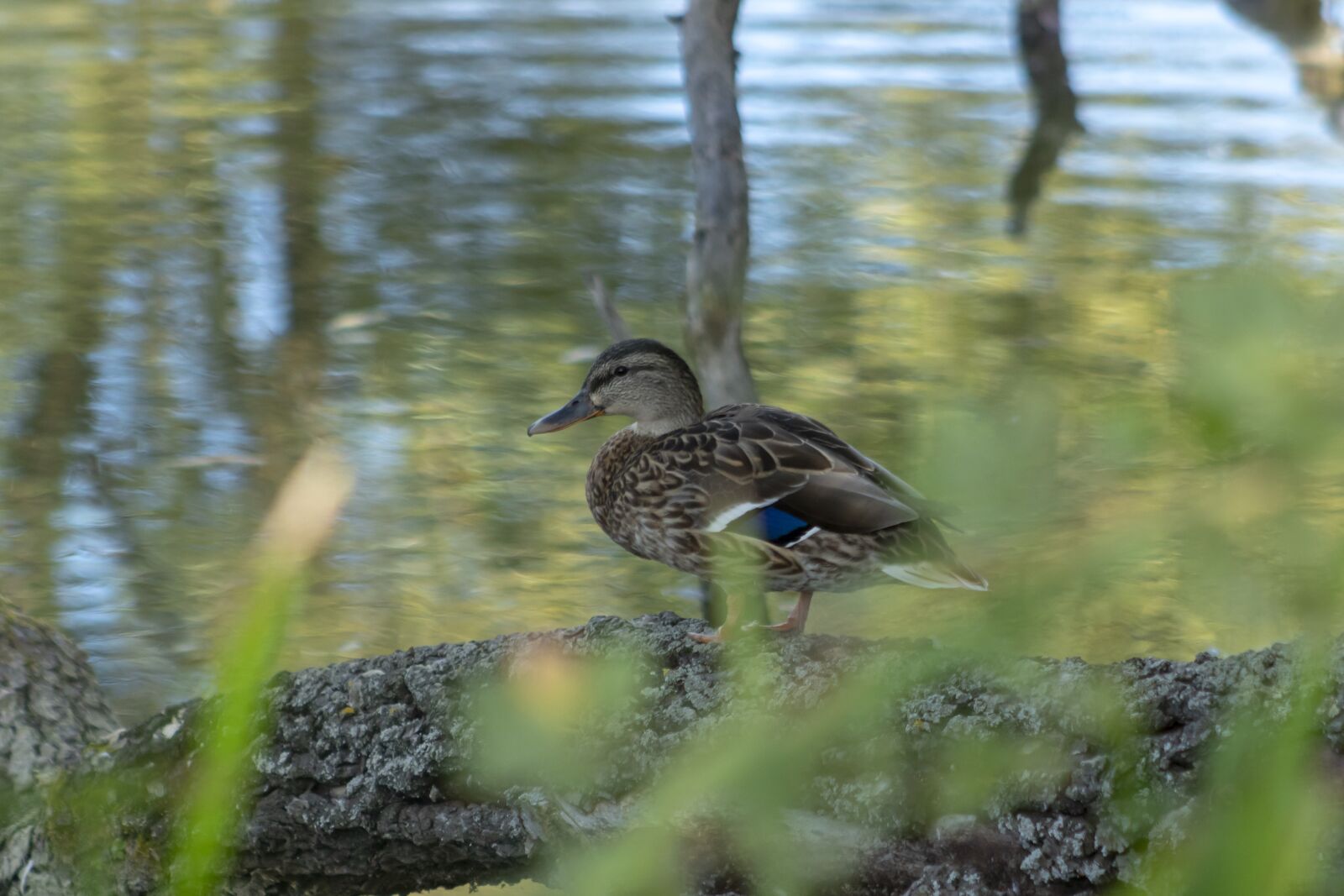 Canon EF75-300mm f/4-5.6 sample photo. Duck, wild ducks, teal photography