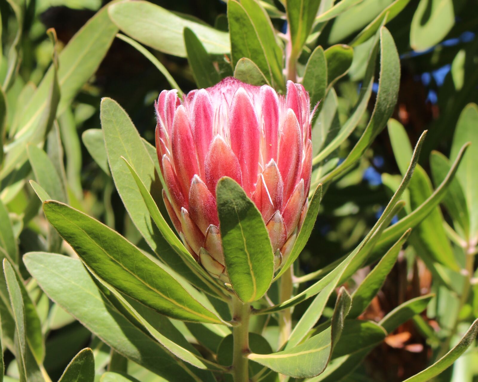 Canon EOS 700D (EOS Rebel T5i / EOS Kiss X7i) sample photo. Protea, flower, red photography
