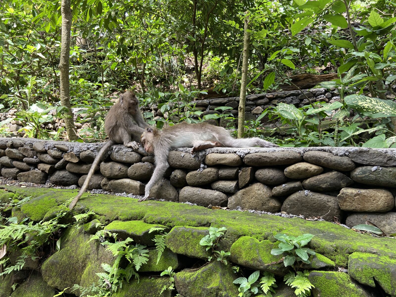 iPhone 11 back camera 4.25mm f/1.8 sample photo. Monkey, forest, animal photography