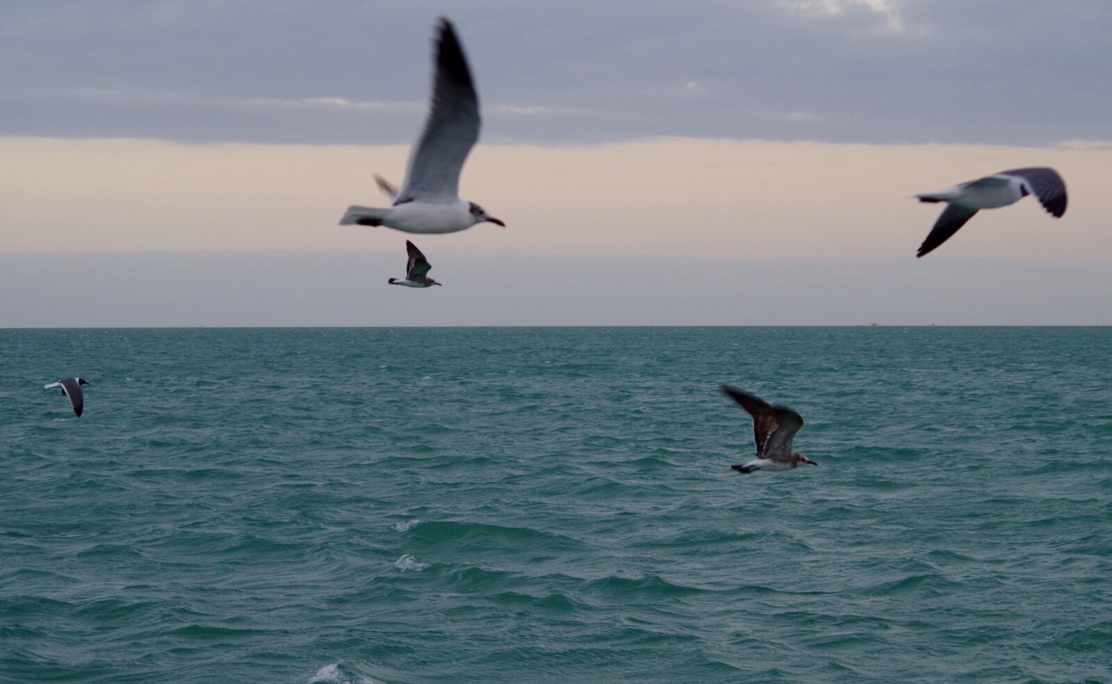 Pentax K-50 sample photo. Seagulls, seagull, sea photography