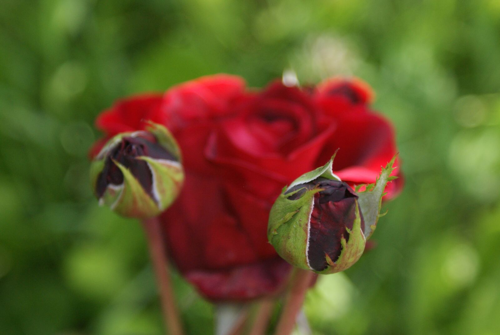 Sony Alpha DSLR-A200 sample photo. Supplies, flowers, roses photography