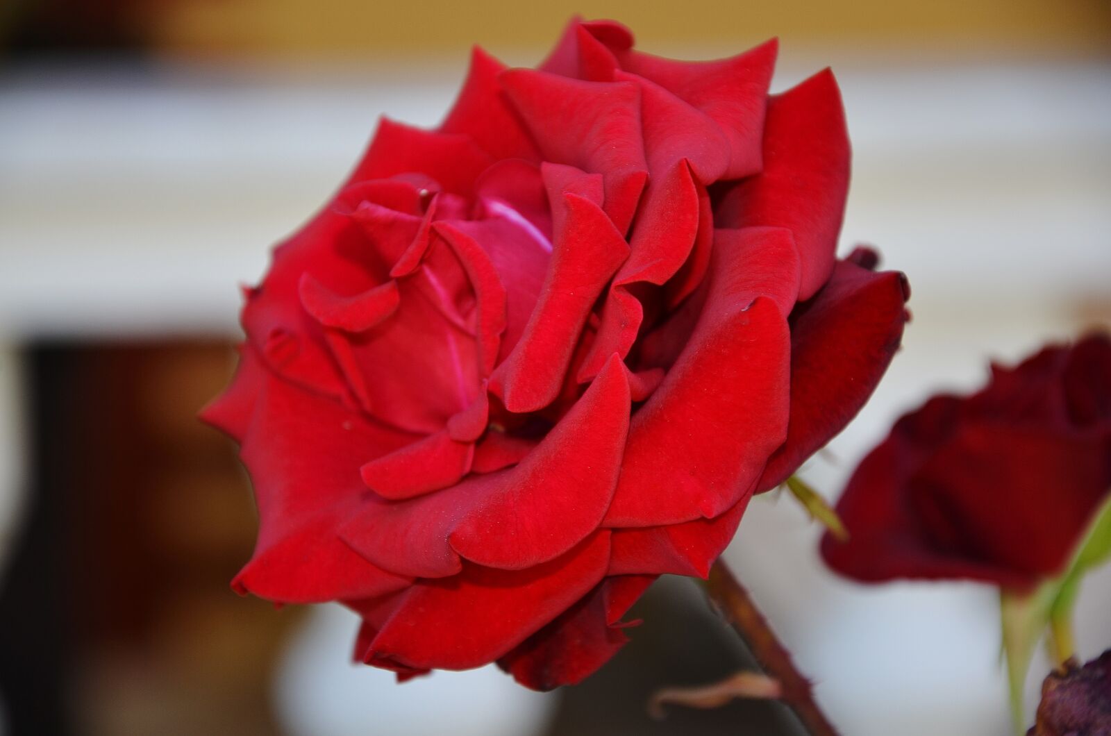 Nikon D7000 sample photo. Rose, red, flower photography