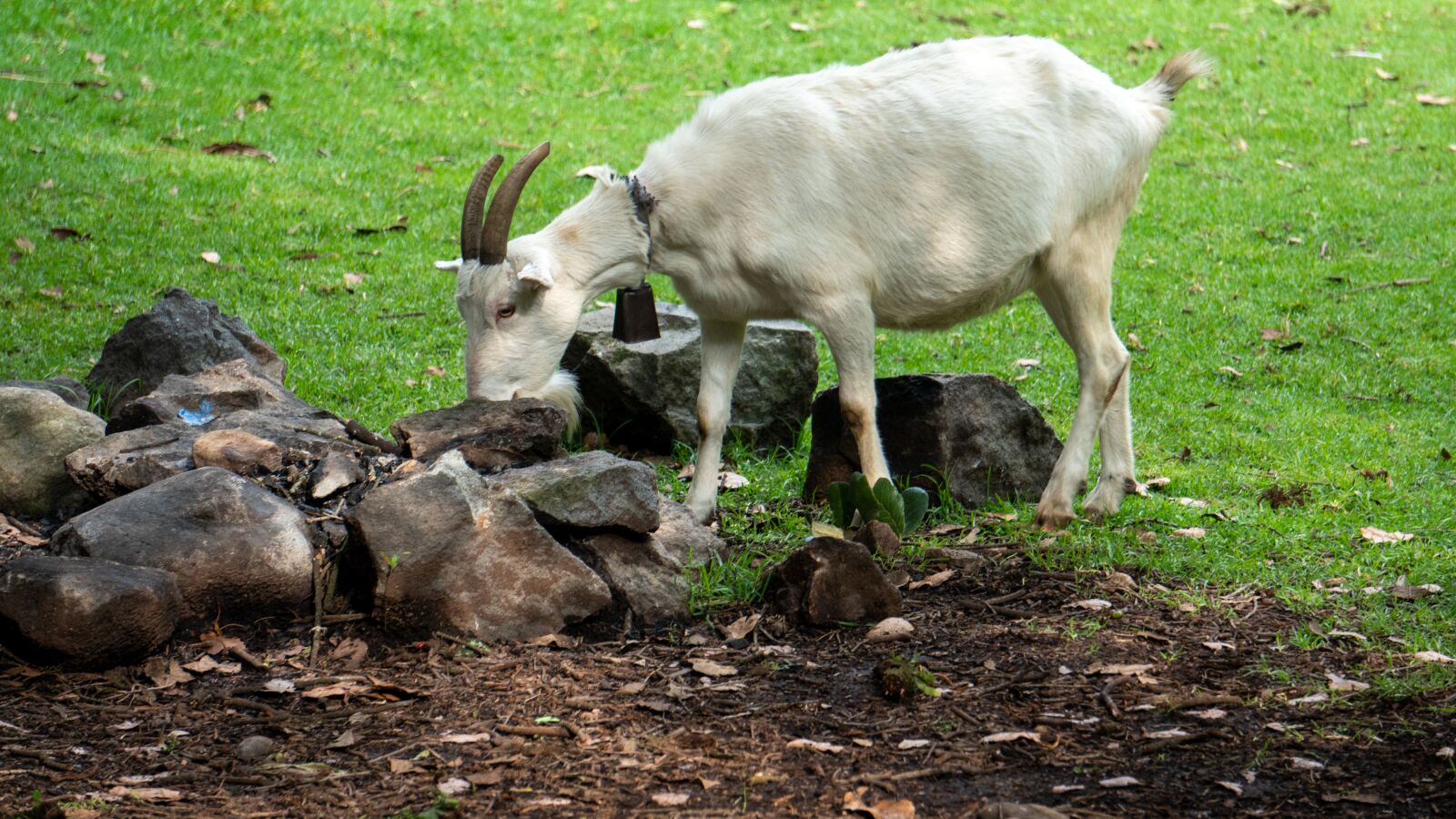 Sony a6300 sample photo. Farm, goat, animal photography