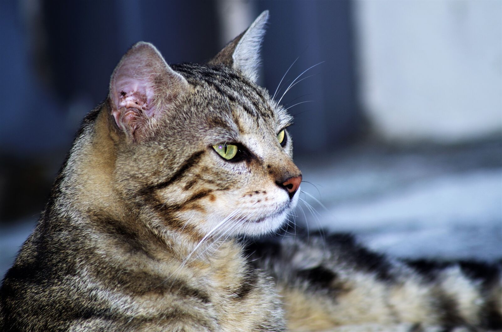 Pentax K-50 sample photo. Cat, cat european, calico photography