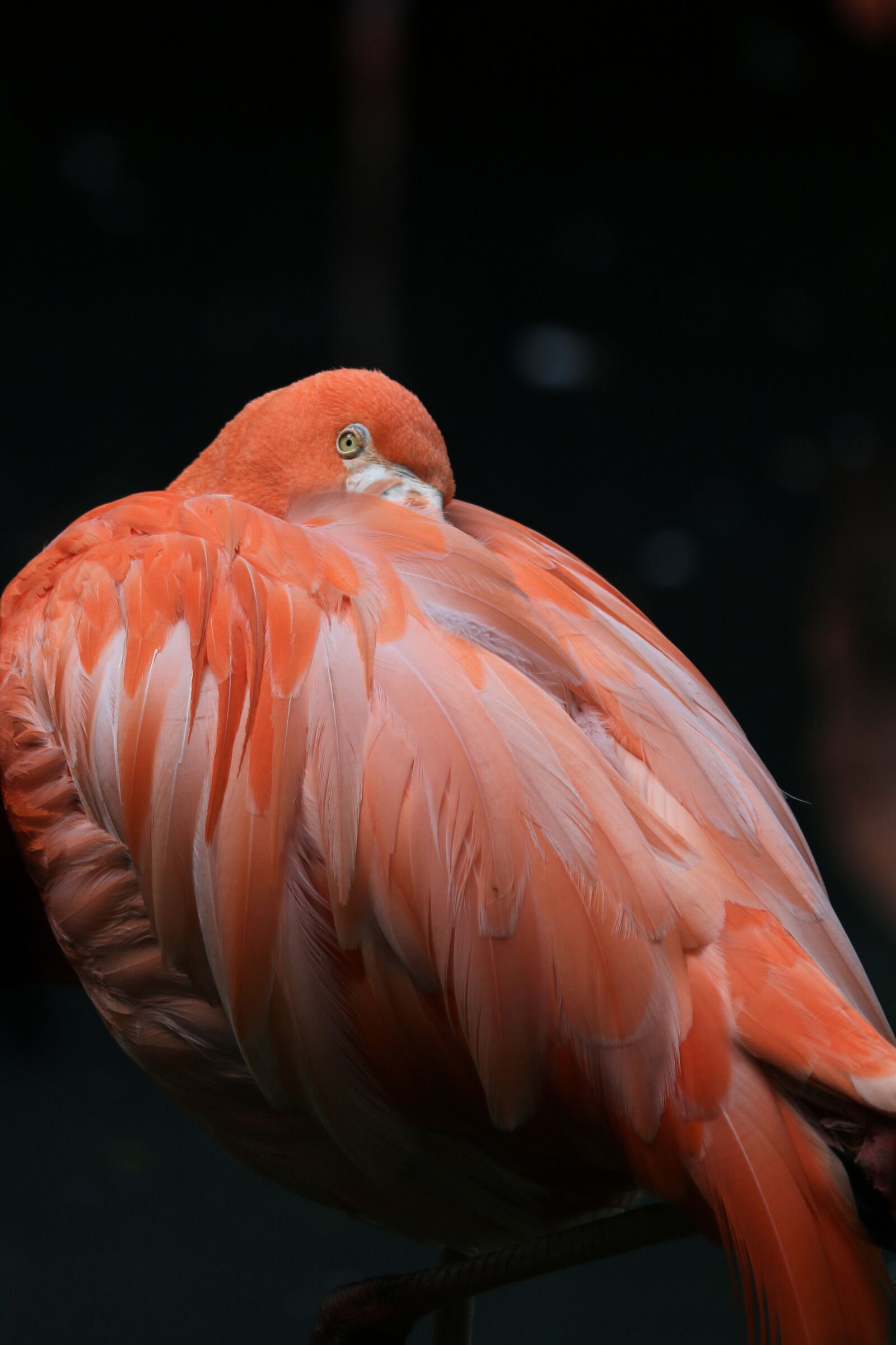 Canon EOS 70D sample photo. Flamingo, pink, flament pink photography
