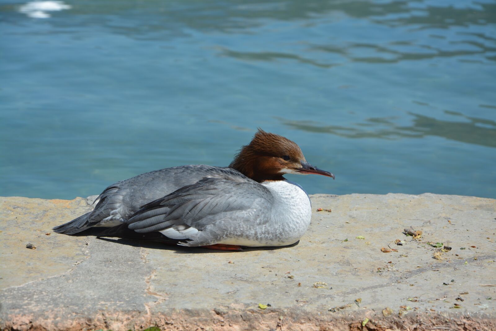 Nikon D5200 sample photo. Duck, animal, plumage photography