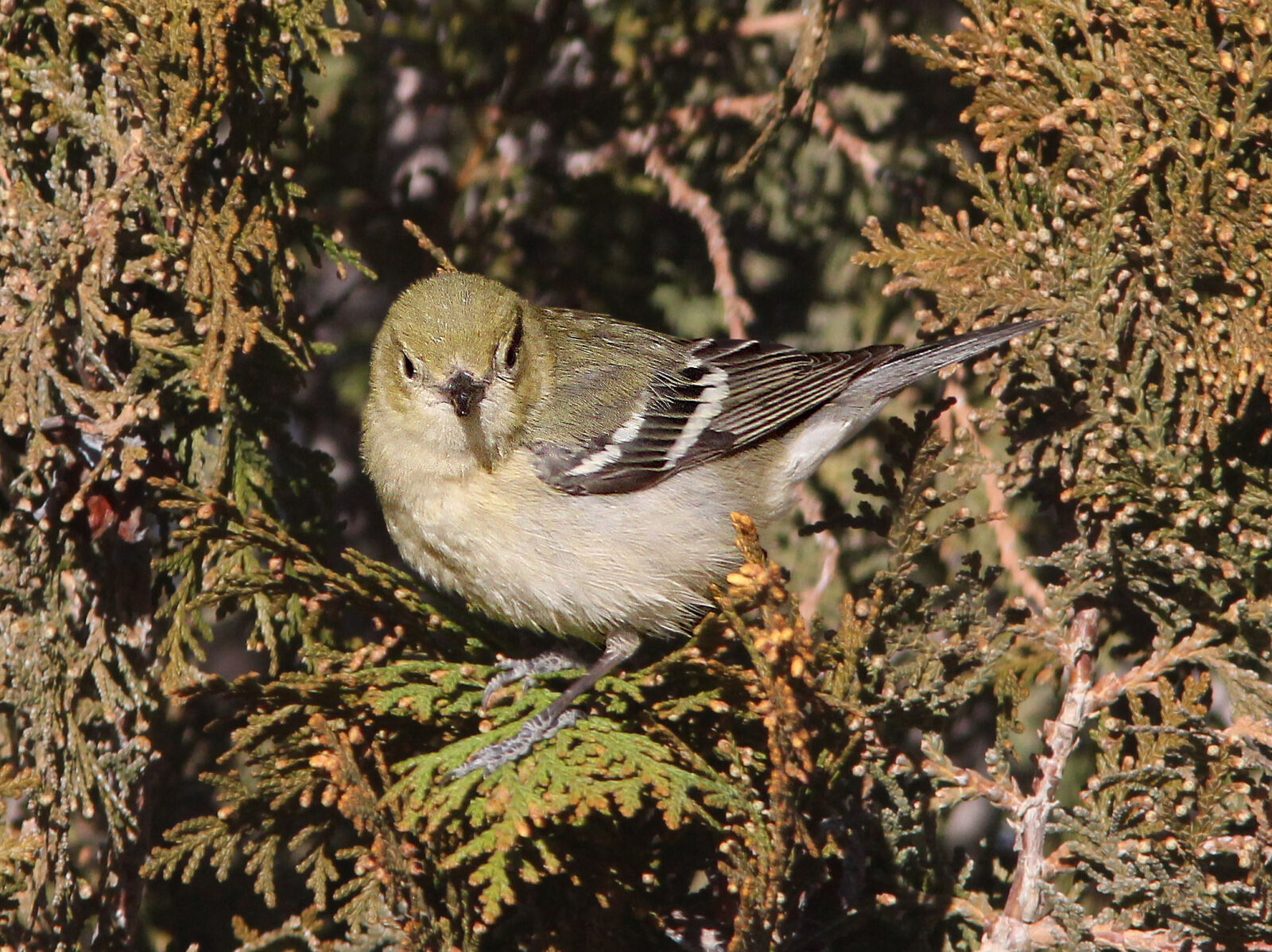 Canon EF 300mm F4L IS USM sample photo