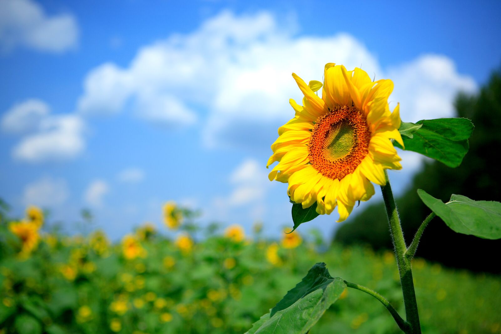 Canon EOS 5D sample photo. Nature, plant, summer photography