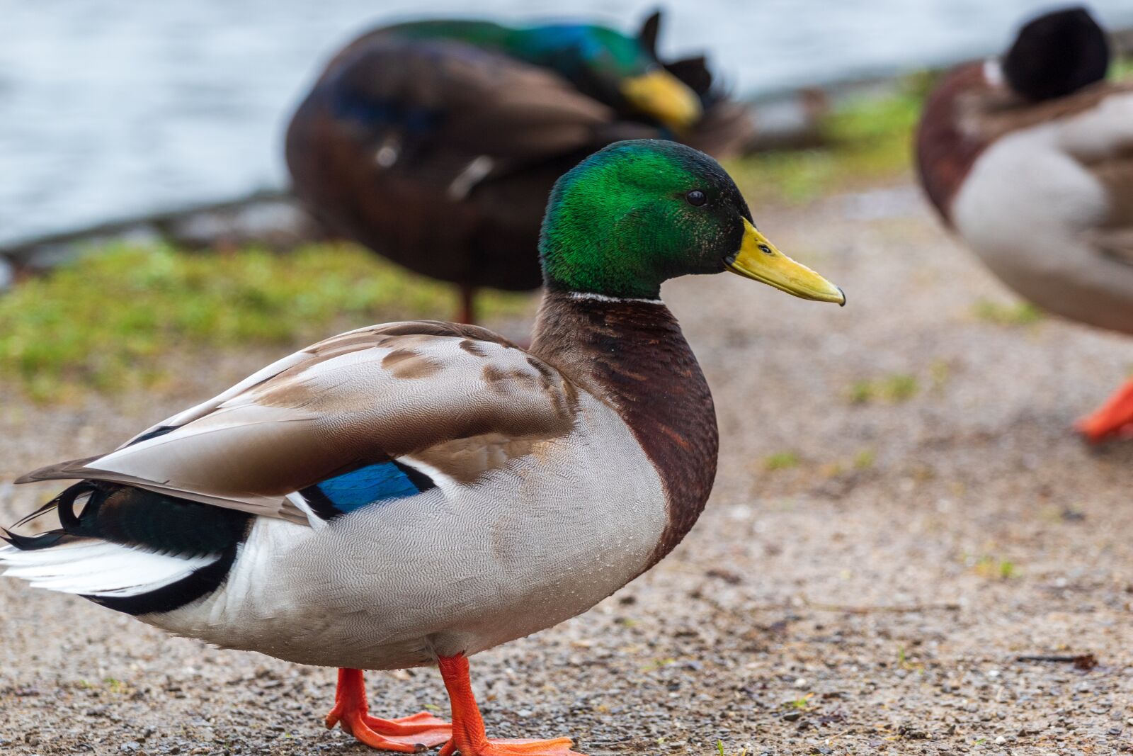 Canon EF 70-200mm F4L USM sample photo. Duck, mallard, colourful photography