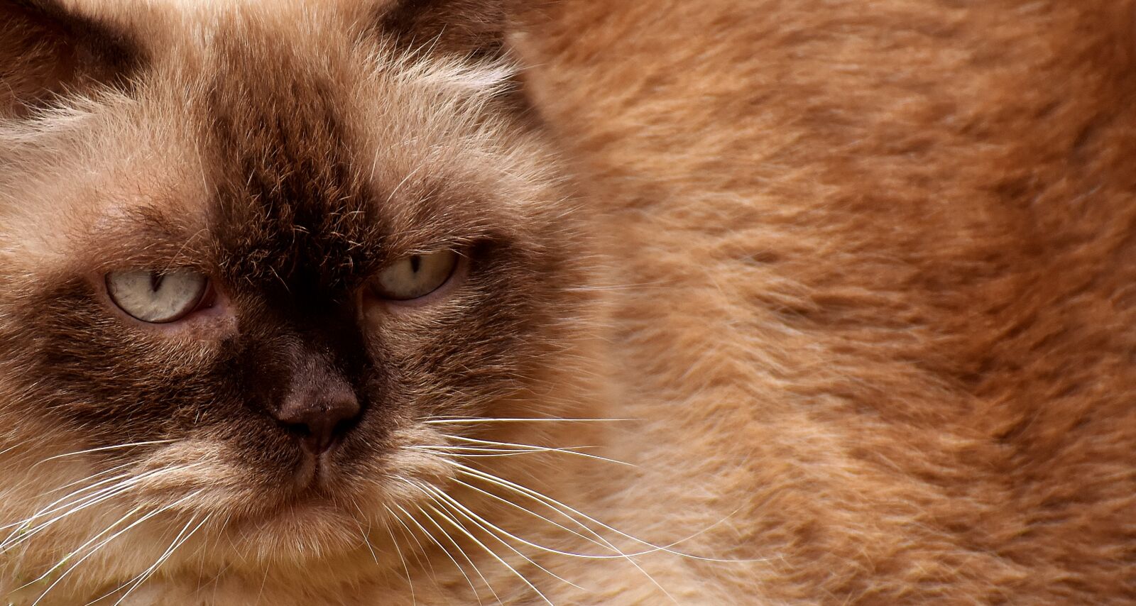 Nikon D7200 sample photo. British shorthair, cat, cute photography