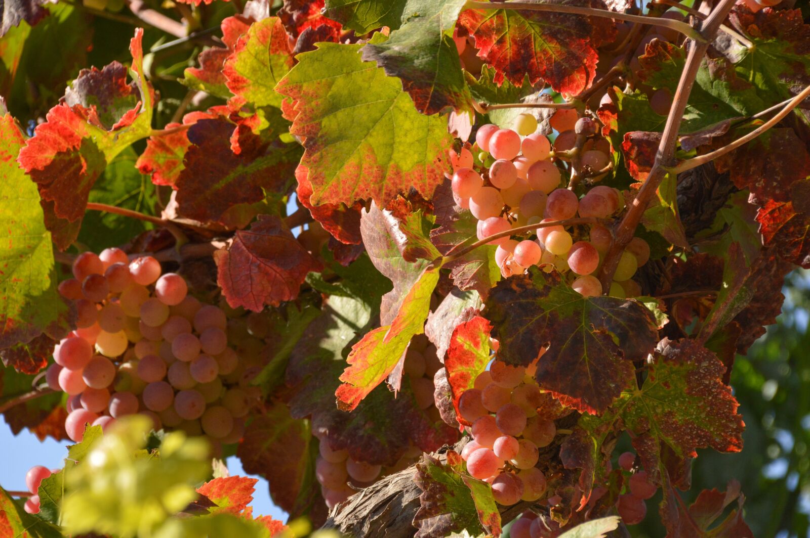 Nikon D3200 sample photo. Leaves, autumn, grape photography