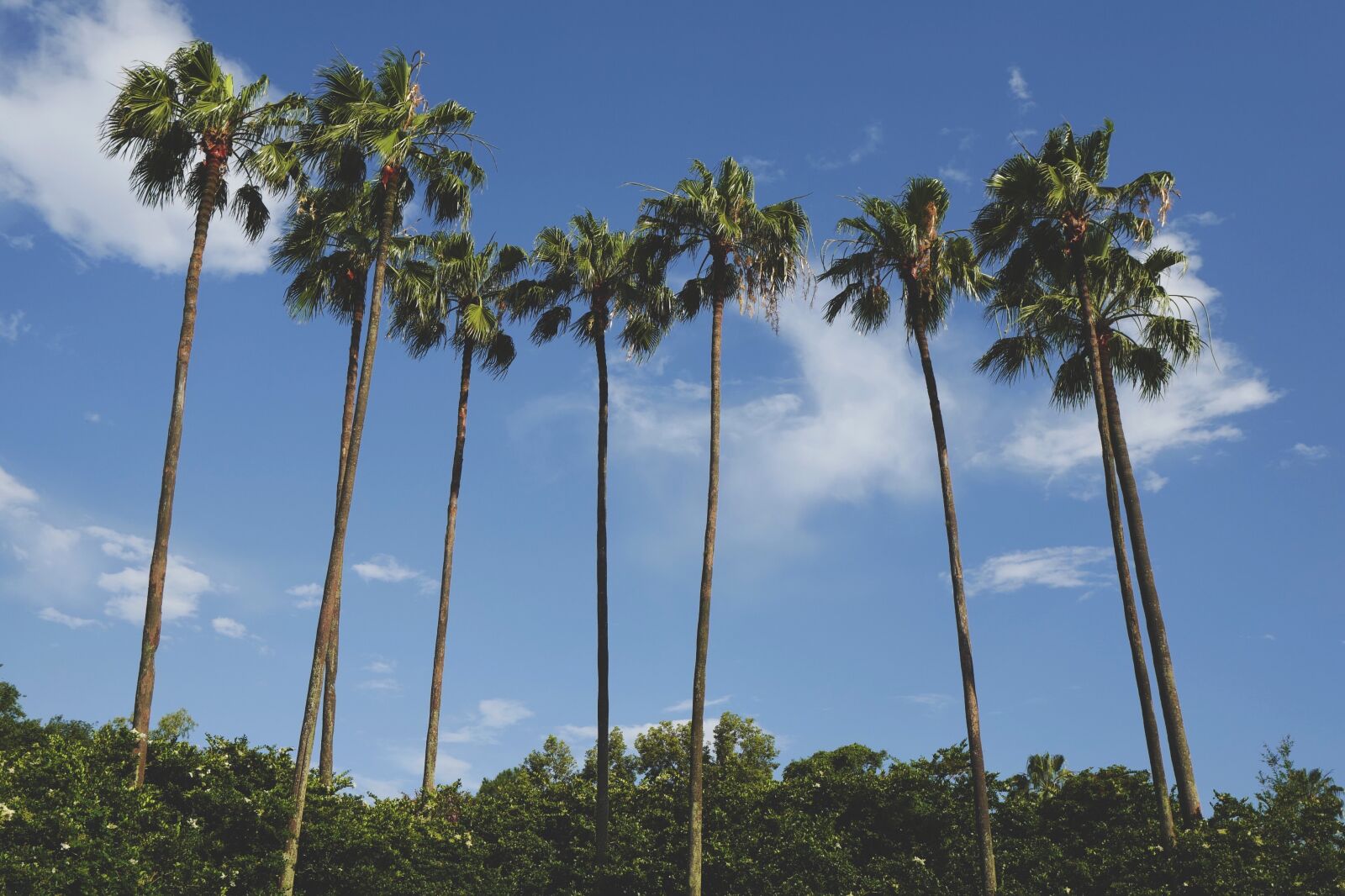 Leica Q (Typ 116) sample photo. Clouds, coconut trees, nature photography