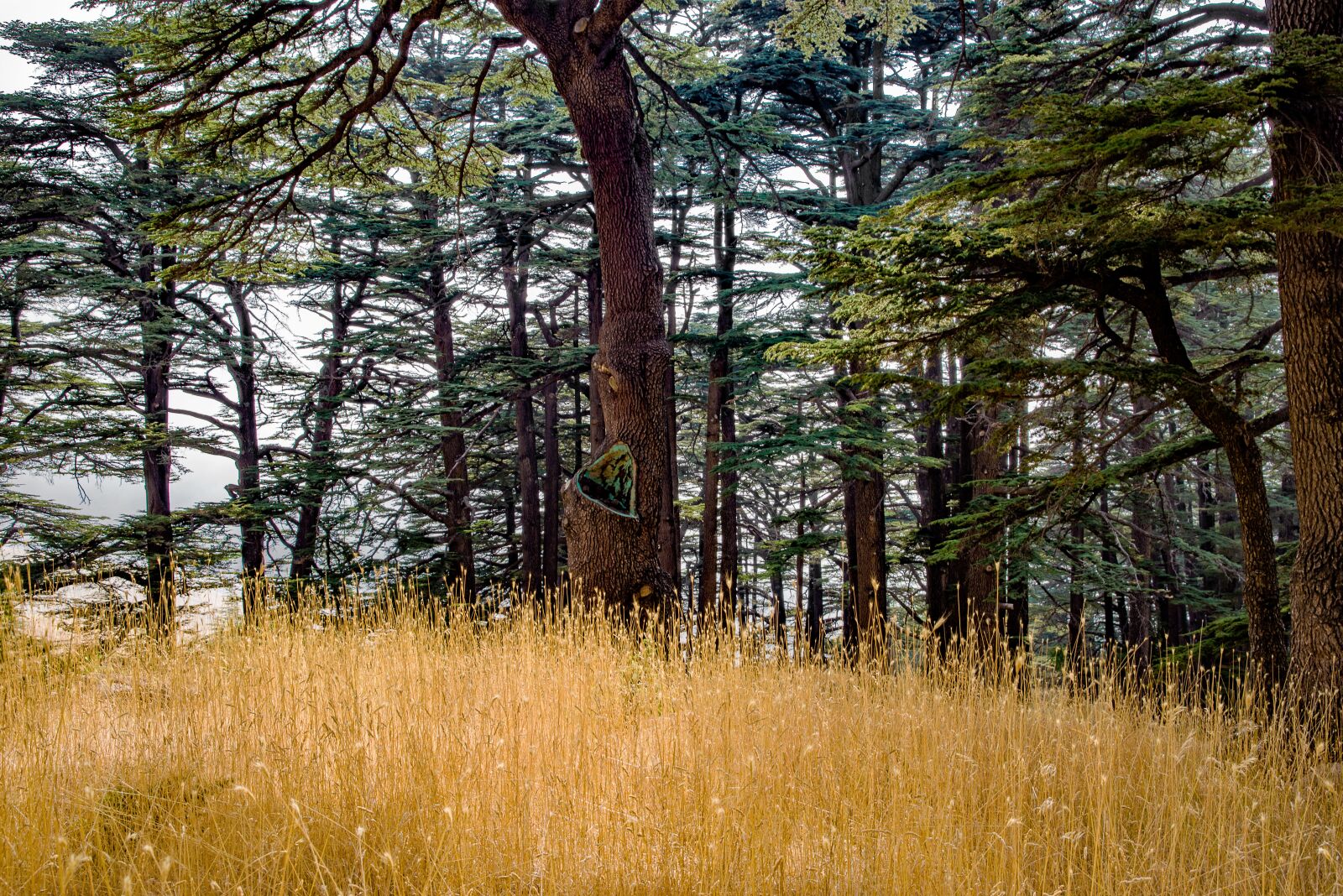 Pentax K-1 Mark II sample photo. Forest, tree, wood photography