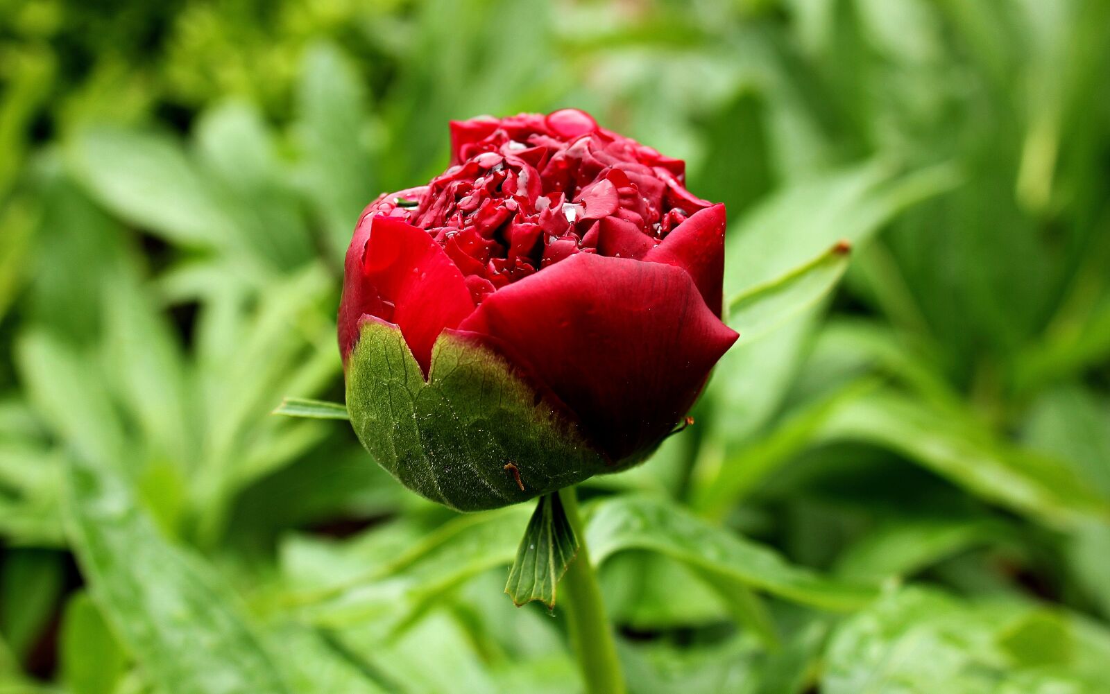 Canon EOS 550D (EOS Rebel T2i / EOS Kiss X4) sample photo. Peony, red, blossom photography