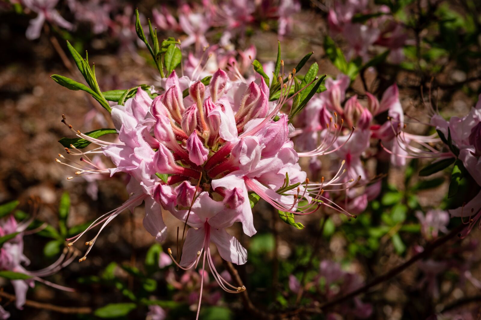 Panasonic Leica DG Summilux 25mm F1.4 II ASPH sample photo. Rhododendron, azalea, flower photography