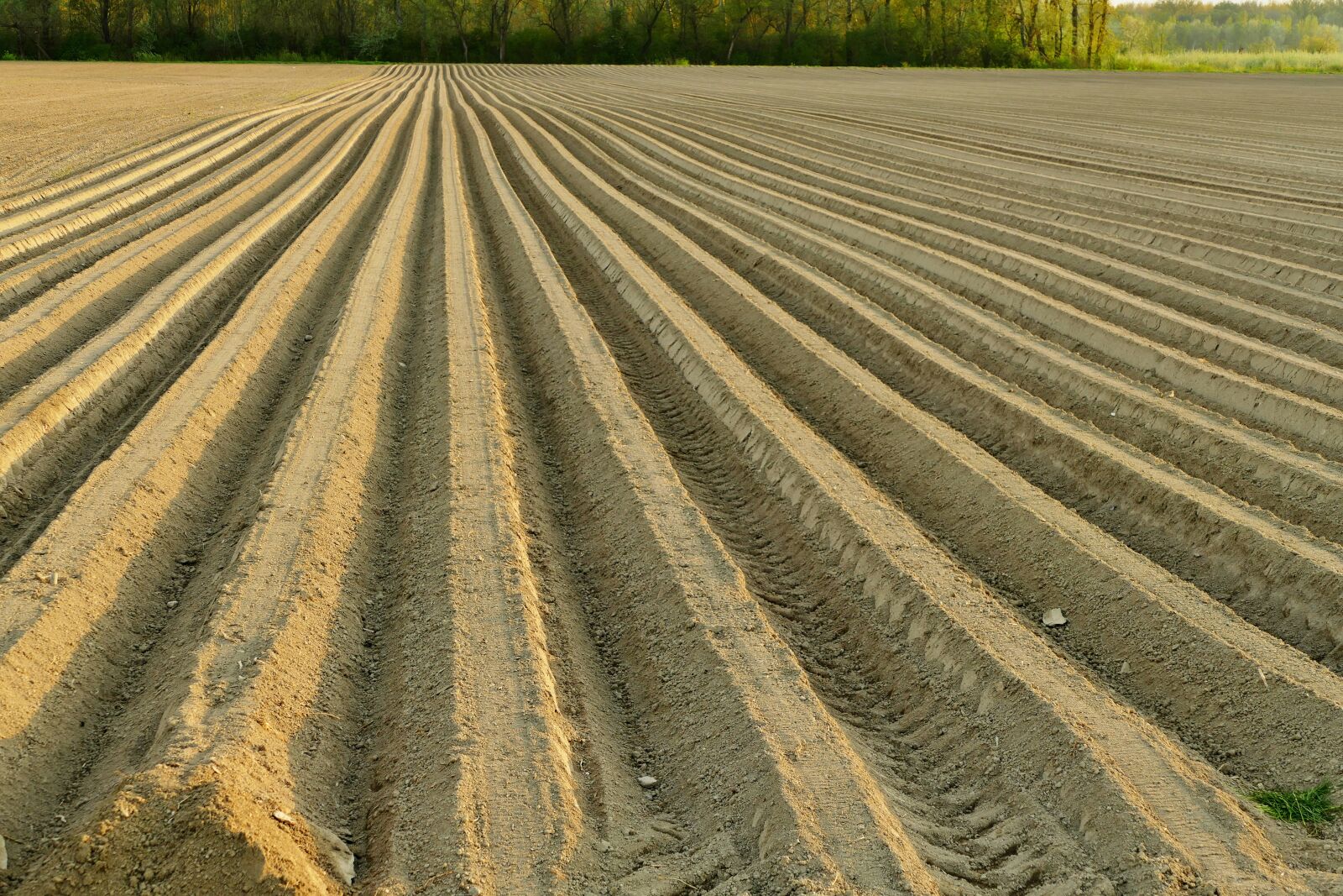 Panasonic Lumix DMC-FZ1000 sample photo. Ground, treatment, field photography