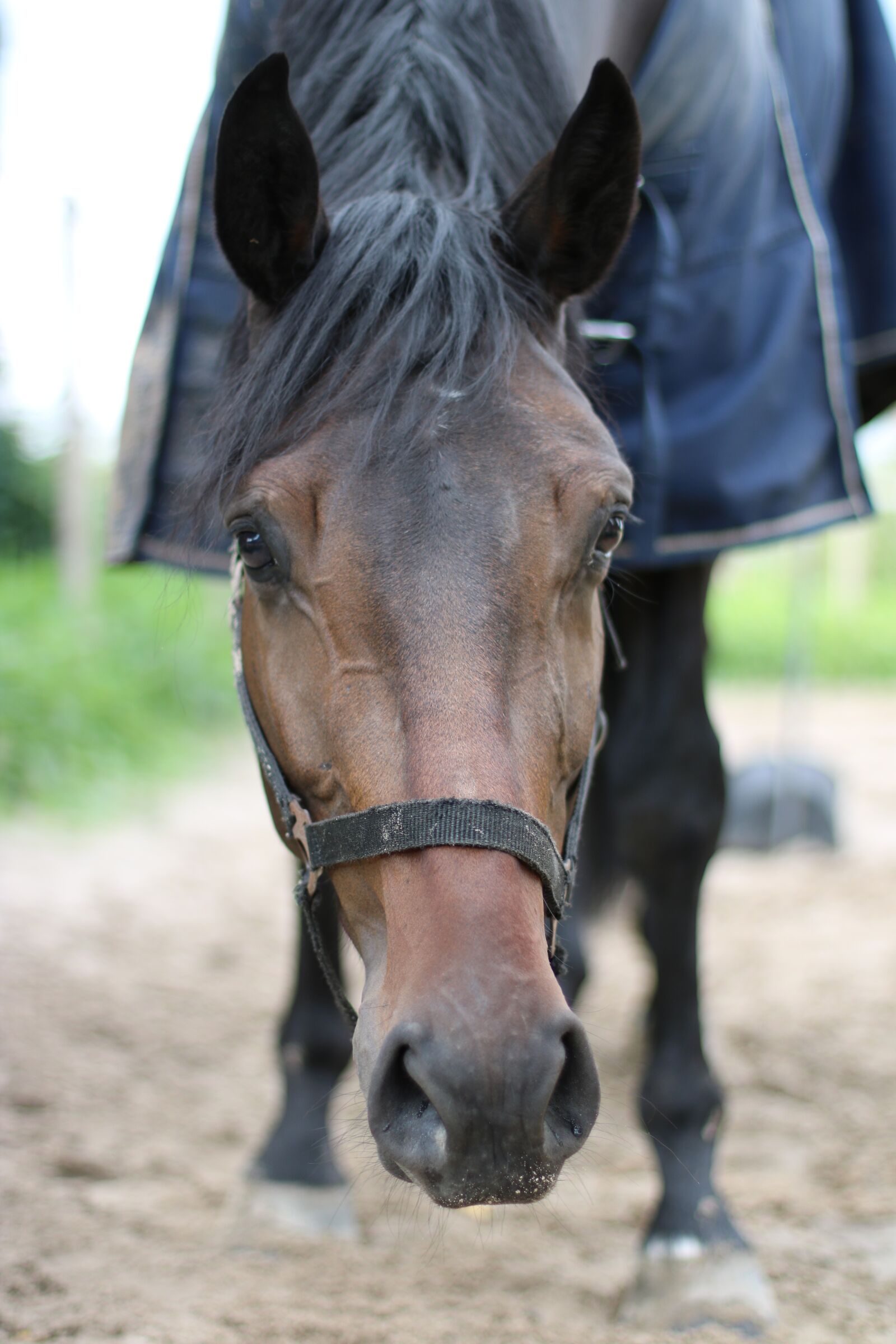Canon EOS 750D (EOS Rebel T6i / EOS Kiss X8i) sample photo. Horse, horsehead, horses photography