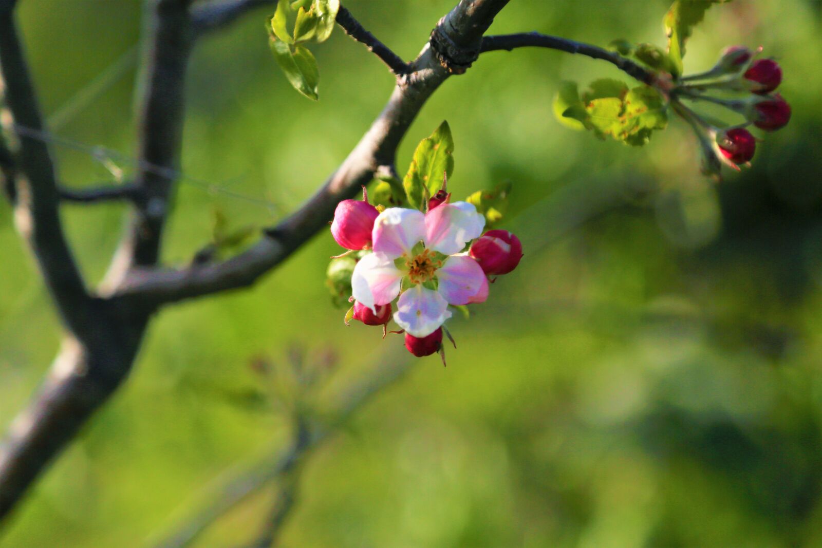 Canon EOS 5D Mark III sample photo. Flower, nature, spring photography