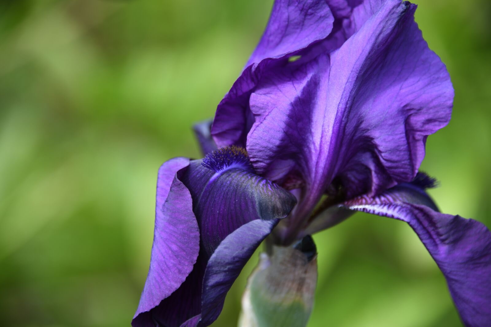 Nikon D850 sample photo. Iris, purple, flower photography