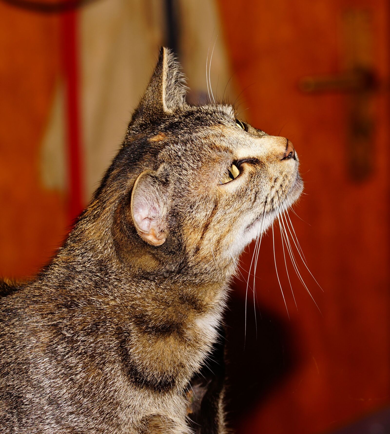 Sony a99 II + 105mm F2.8 sample photo. Cat, domestic cat, mackerel photography