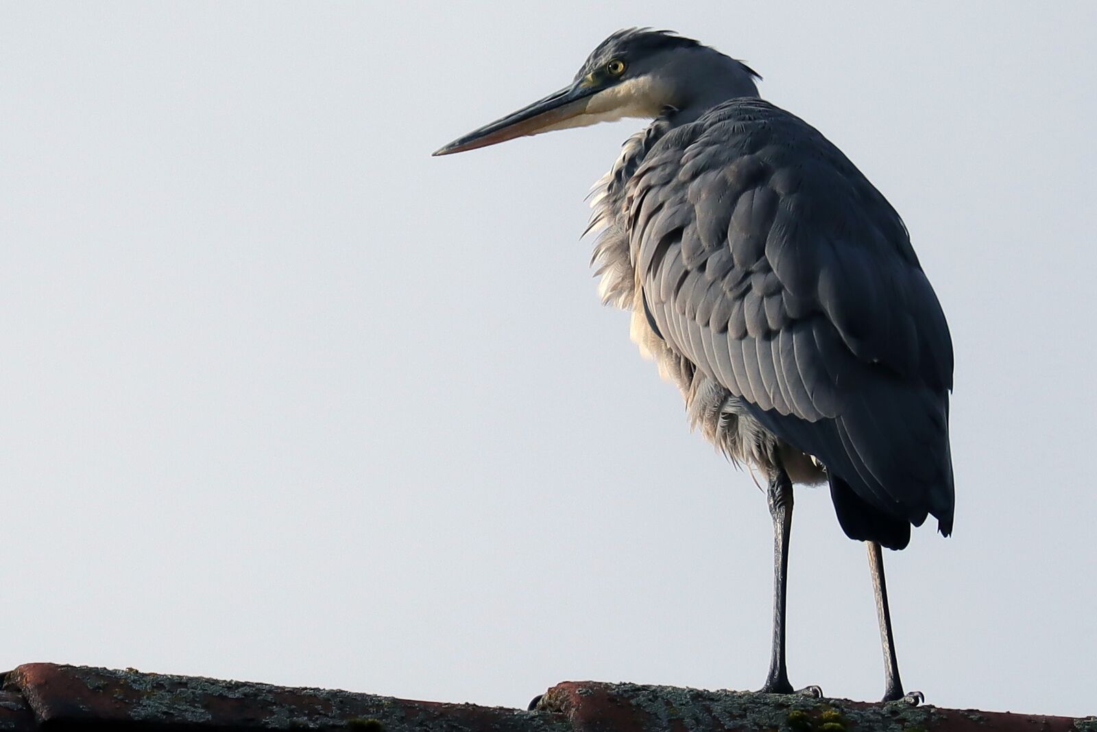 Canon EOS M50 (EOS Kiss M) sample photo. Bird, heron, grey heron photography