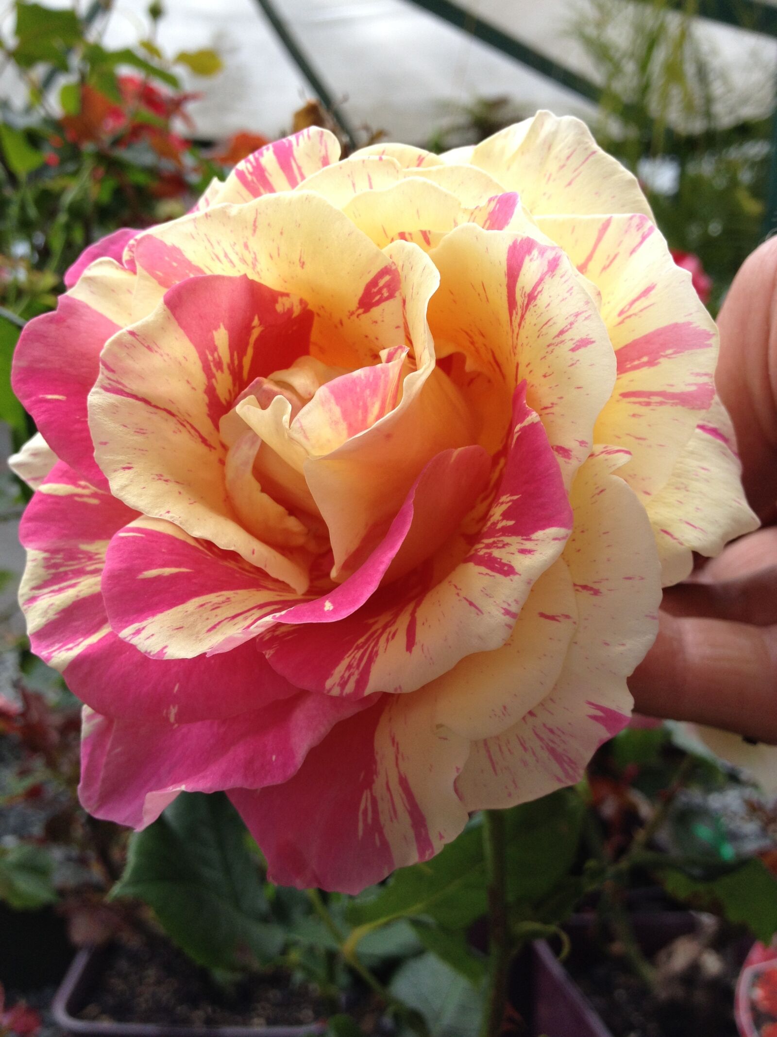 Apple iPhone 4S sample photo. Rose, pink, yellow photography