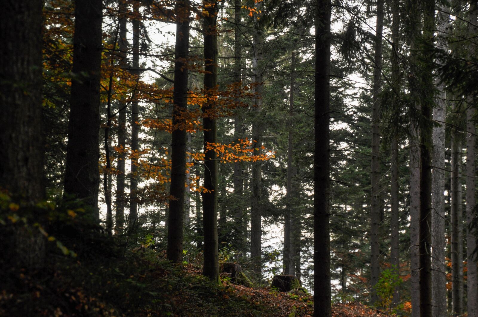 Nikon D90 sample photo. Autumn mood, transient, transience photography