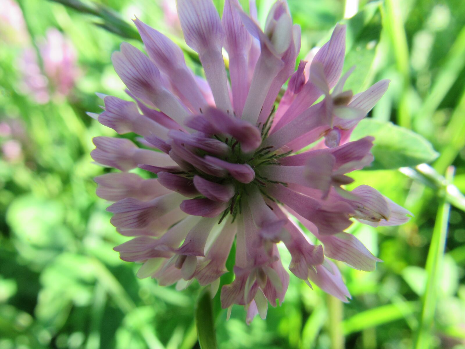 Canon PowerShot SX530 HS sample photo. Flower, red clover, spring photography
