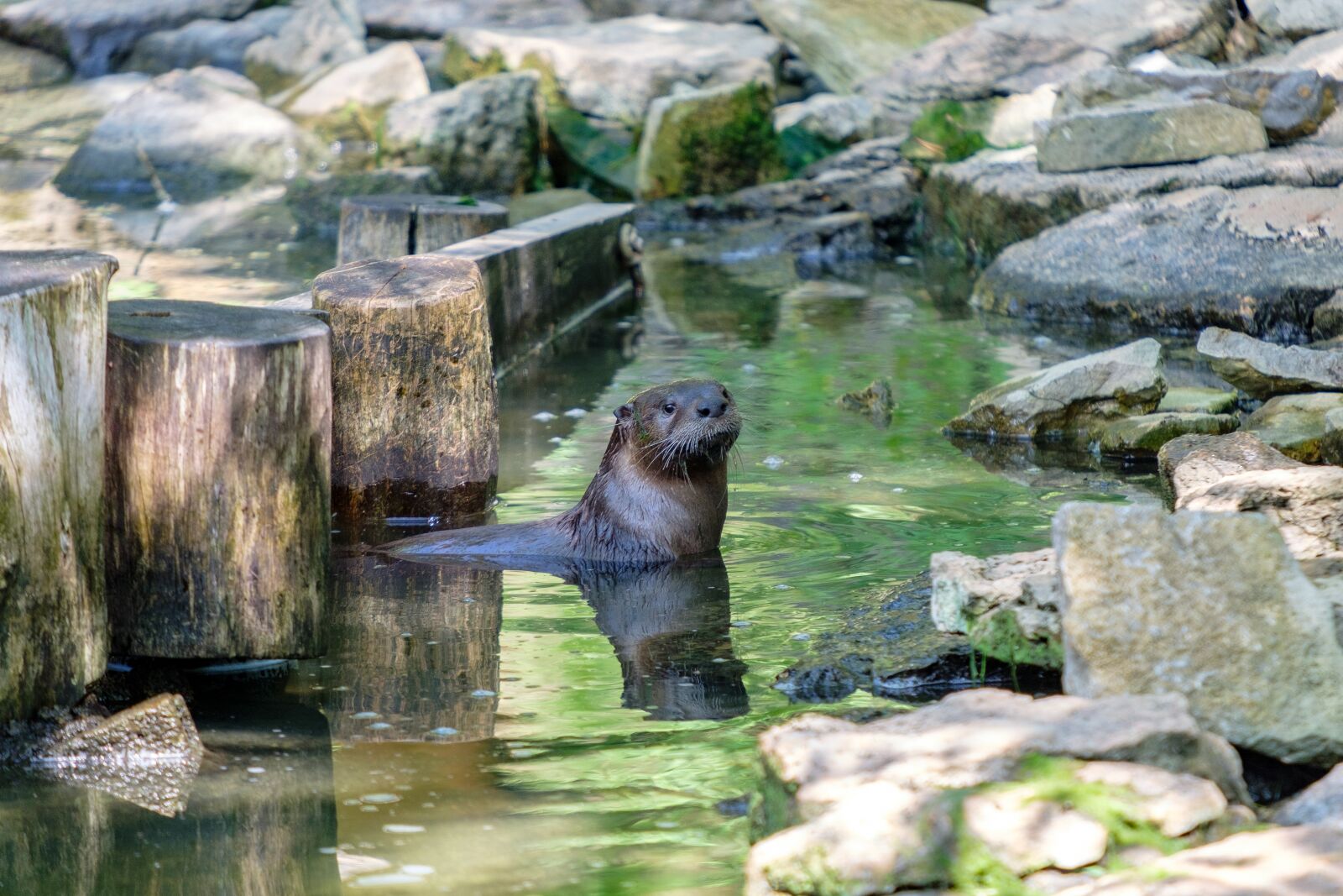 Fujifilm X-T2 + Fujifilm XF 55-200mm F3.5-4.8 R LM OIS sample photo. Otter, marten, water marten photography