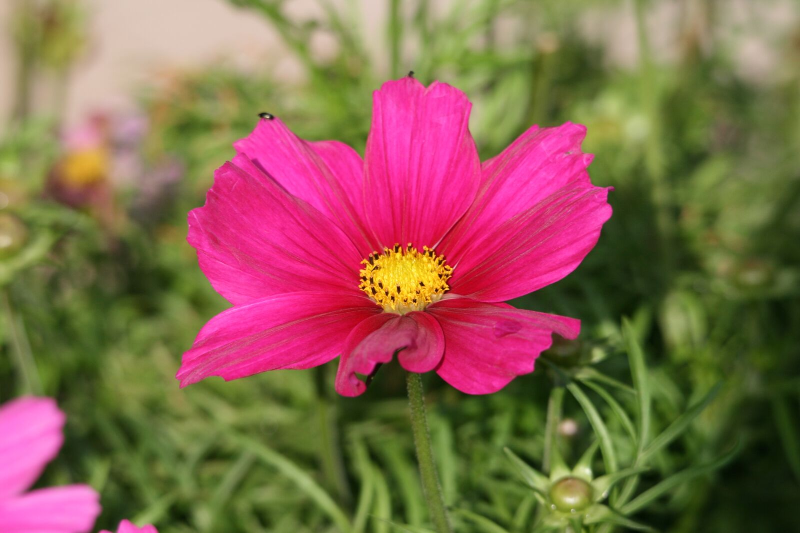 Canon EOS 400D (EOS Digital Rebel XTi / EOS Kiss Digital X) sample photo. Pink flower, pink, summer photography