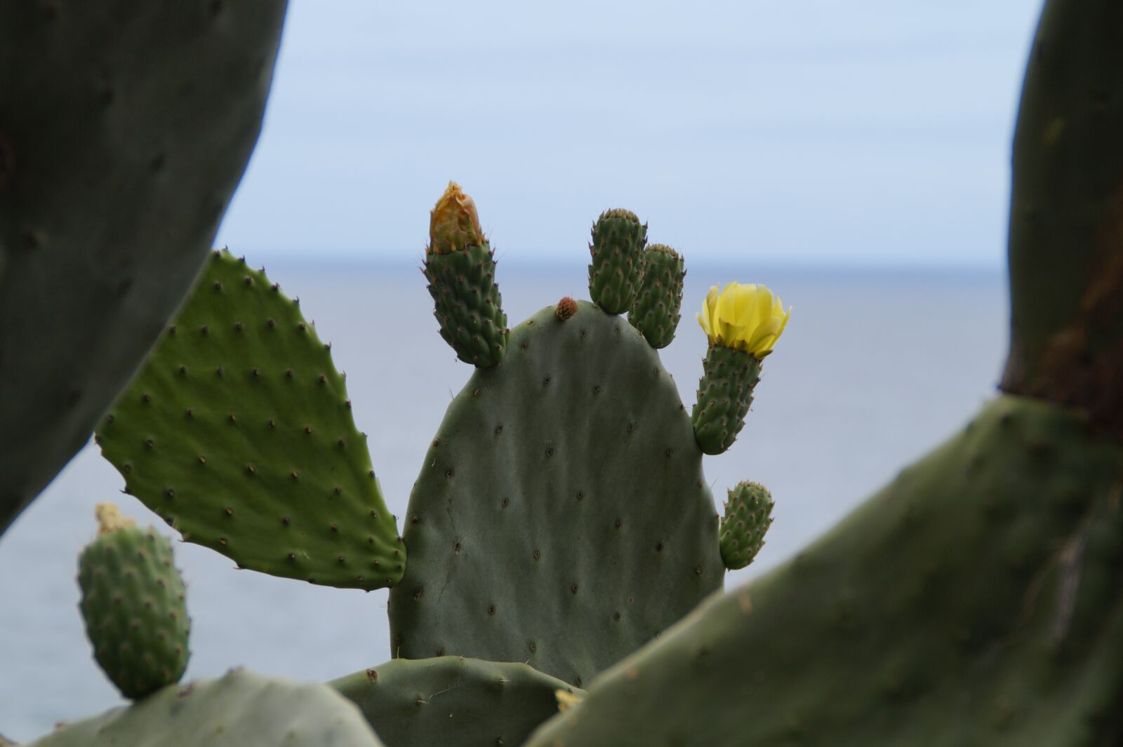 Sony SLT-A58 sample photo. Cactus, cactus blossom, blossom photography