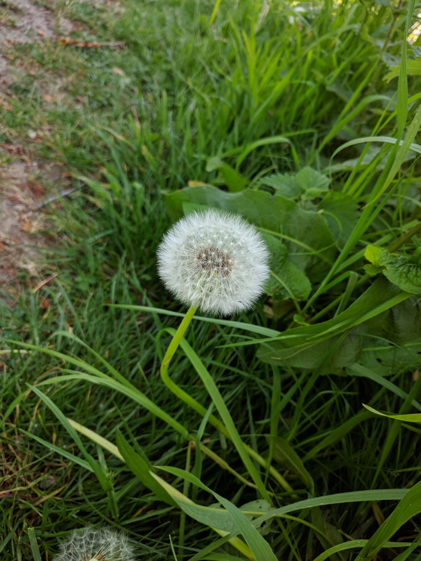 Google Nexus 6P sample photo. Grass, summer, flora photography