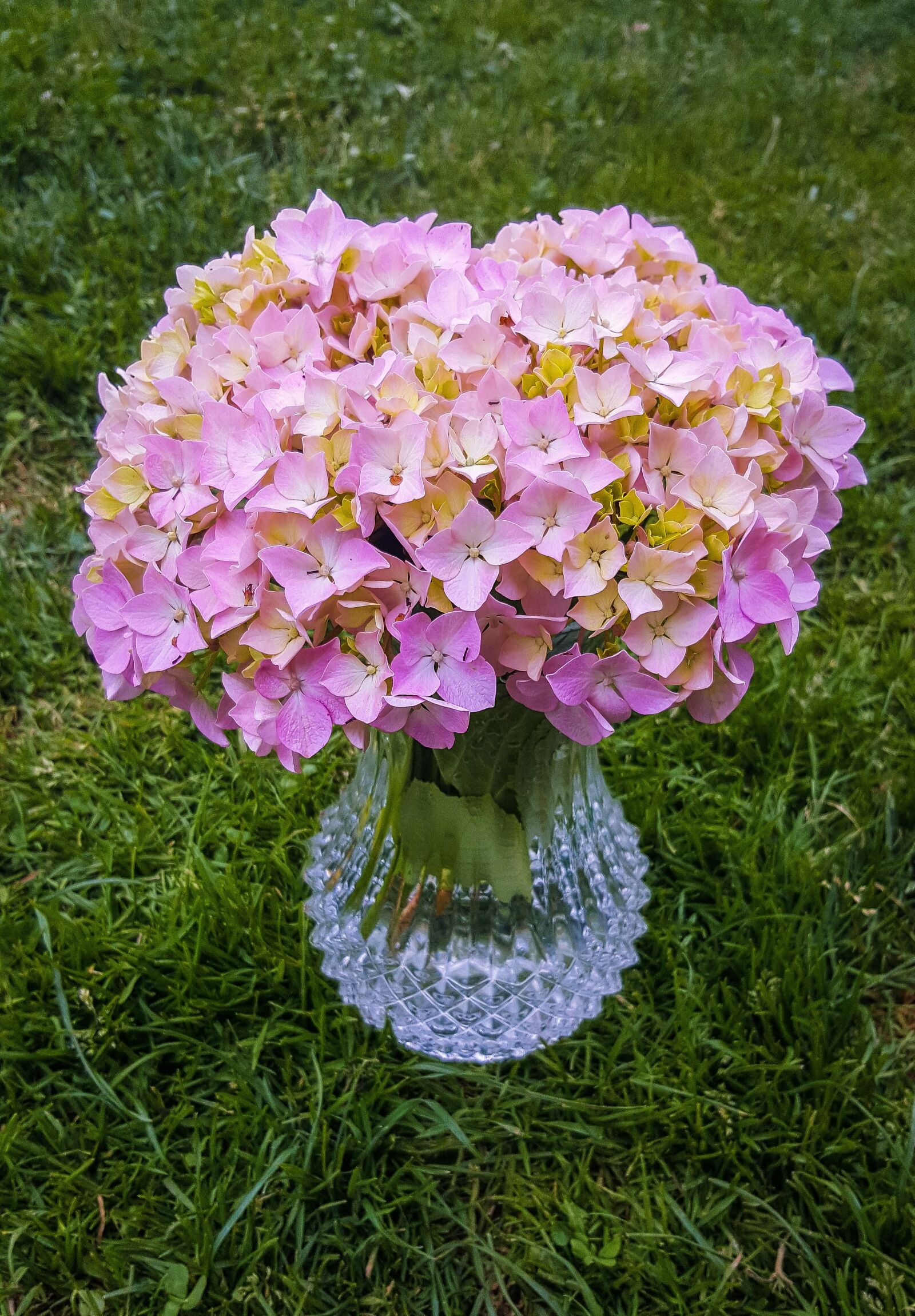 Samsung Galaxy S6 sample photo. Flores, hortensias, cantabria photography