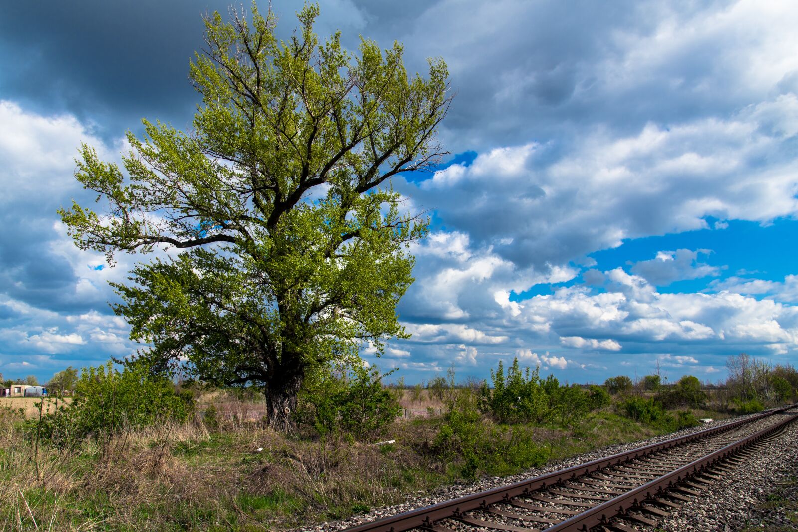 Nikon D850 sample photo. Tree, nature, rails photography