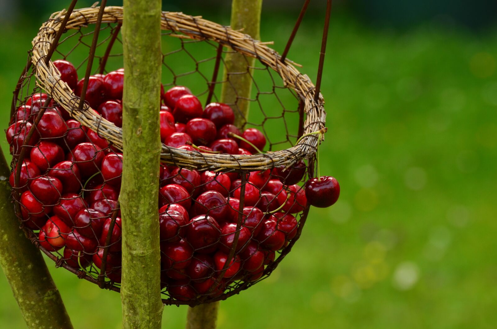 Nikon D5100 sample photo. Cherries, fruits, sweet cherry photography