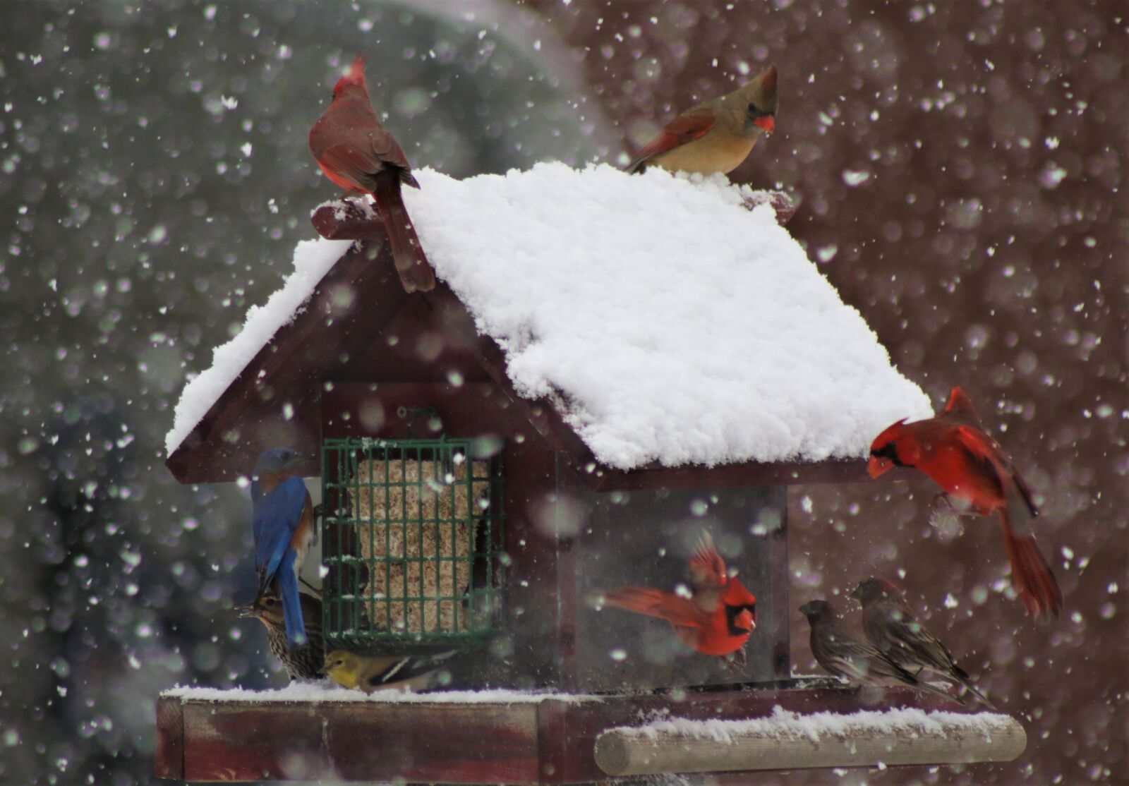 Canon EOS 7D Mark II sample photo. Snow, storm, winter photography