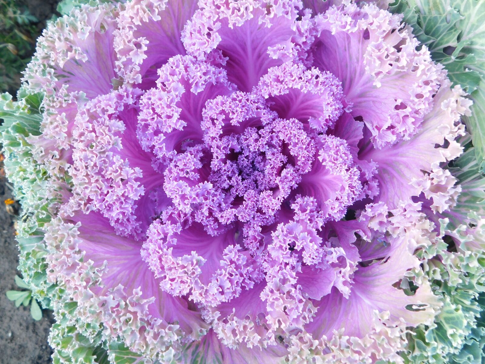 Nikon Coolpix B500 sample photo. Garden, vegetables, fresh photography