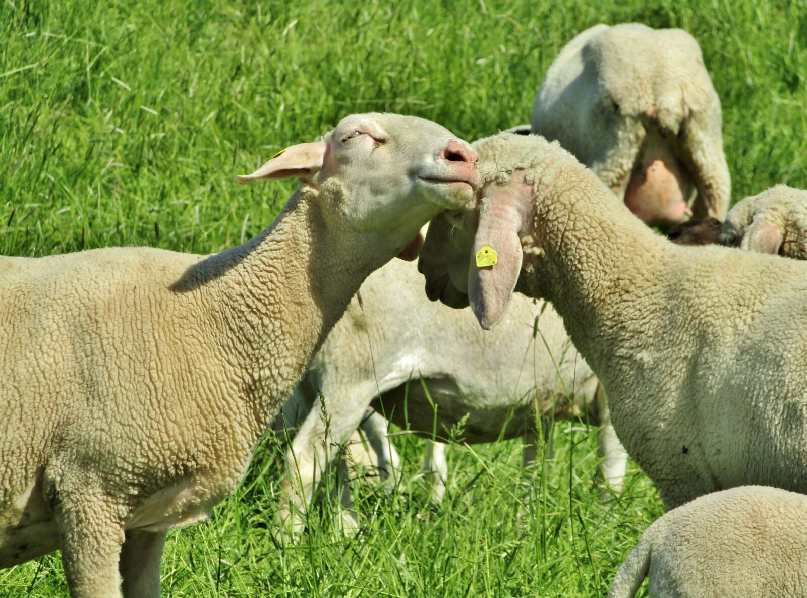 Canon POWERSHOT SX432 IS sample photo. Sheep, merino sheep, lambs photography