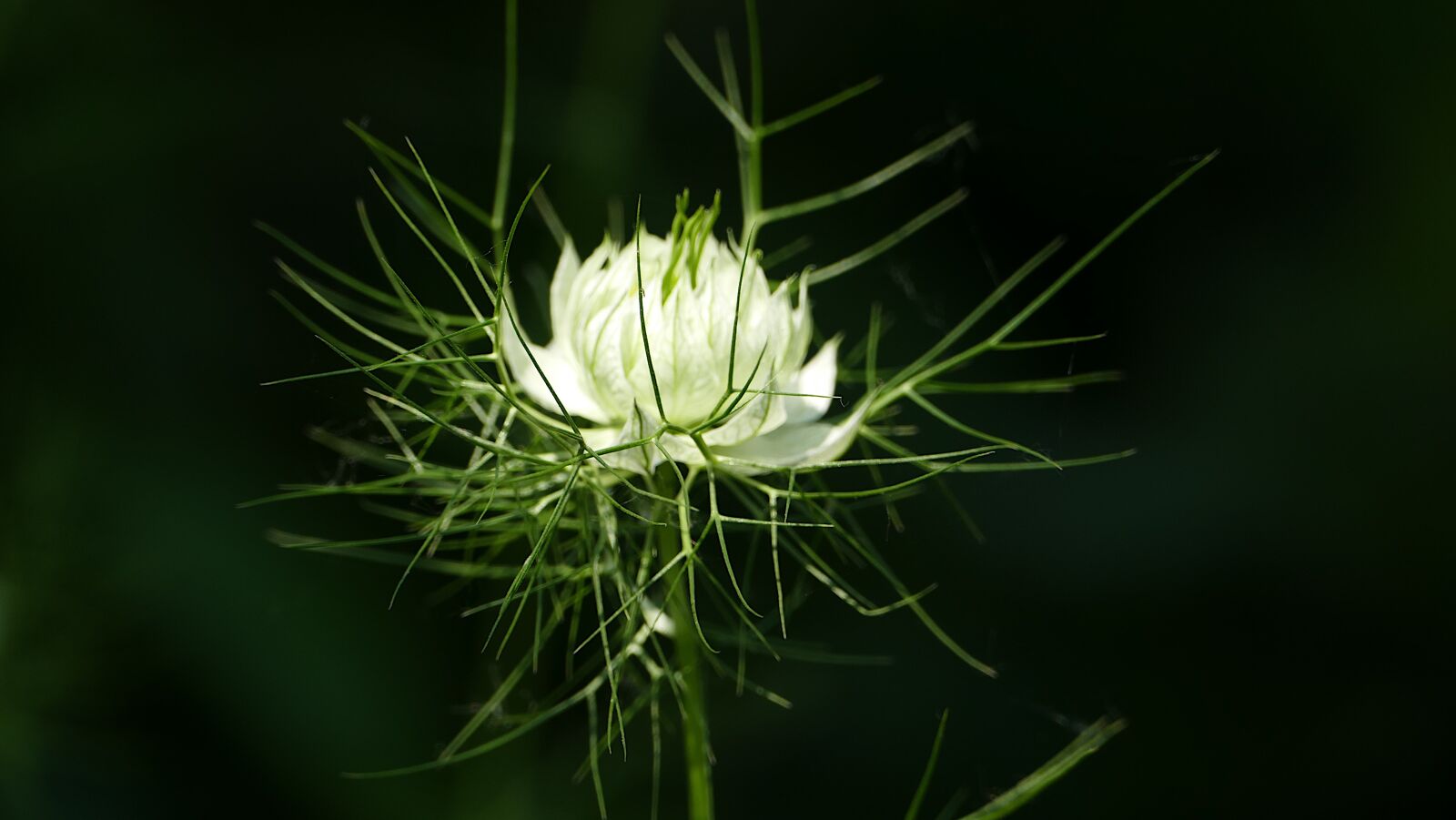 Panasonic Lumix DMC-FZ1000 sample photo. Cornflower, flower field, field photography