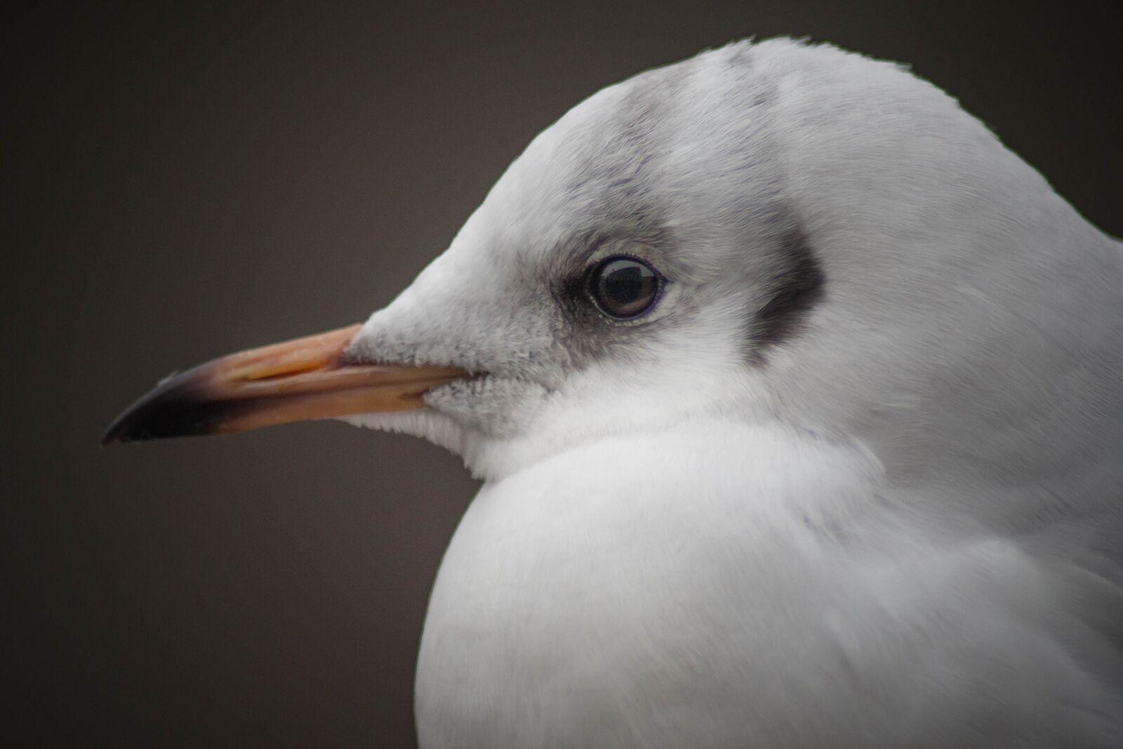 Canon EOS-1D Mark III sample photo. Seagull, elbe, hamburg photography