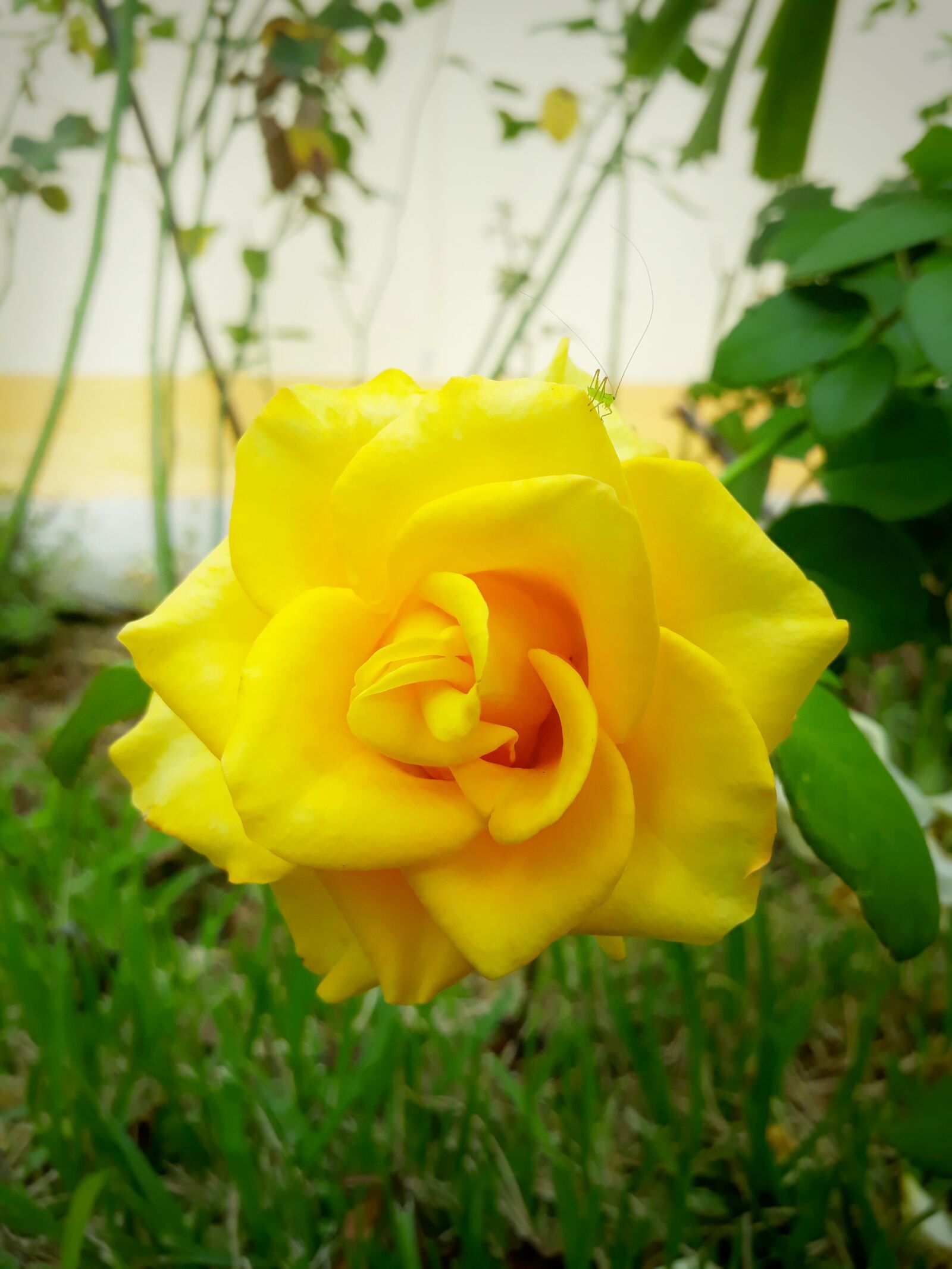 Samsung Galaxy J5 Prime sample photo. Flower, rosa, nature photography
