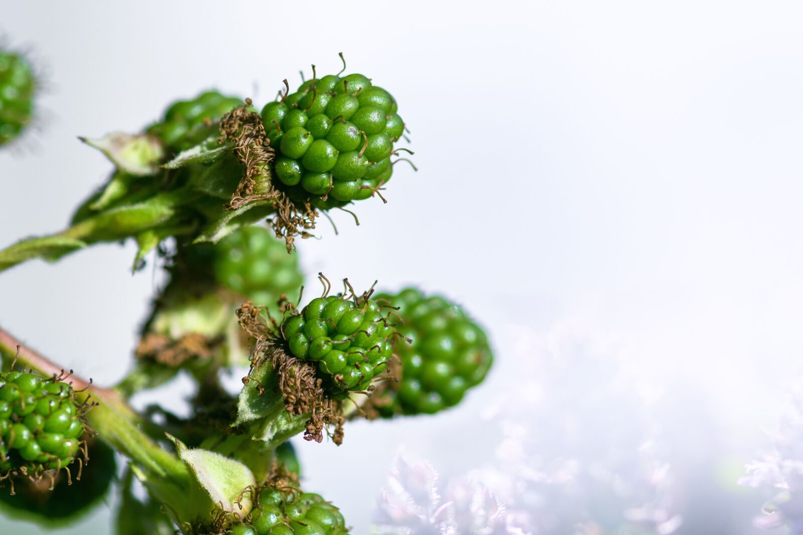 Nikon D7200 sample photo. Blackberries, bramble, berries photography