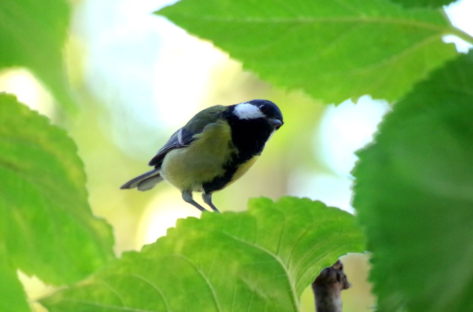 Pentax K-30 sample photo. Tit, bird, songbird photography