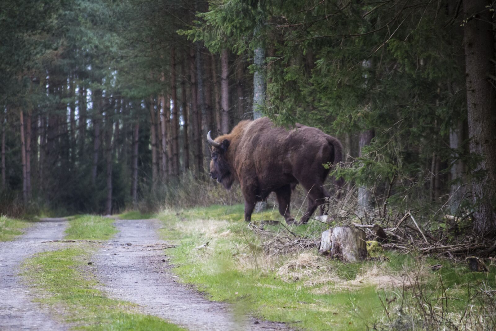Canon EOS 700D (EOS Rebel T5i / EOS Kiss X7i) sample photo. Bison, forest, nature photography
