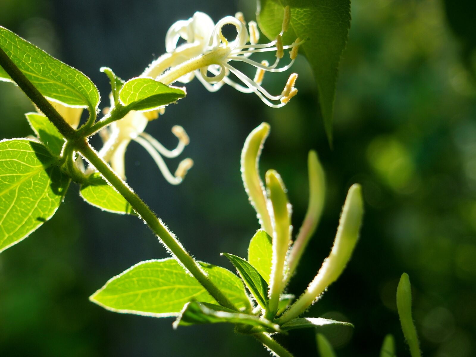 Olympus PEN E-PL3 sample photo. Honeysuckle, sunlight, green photography