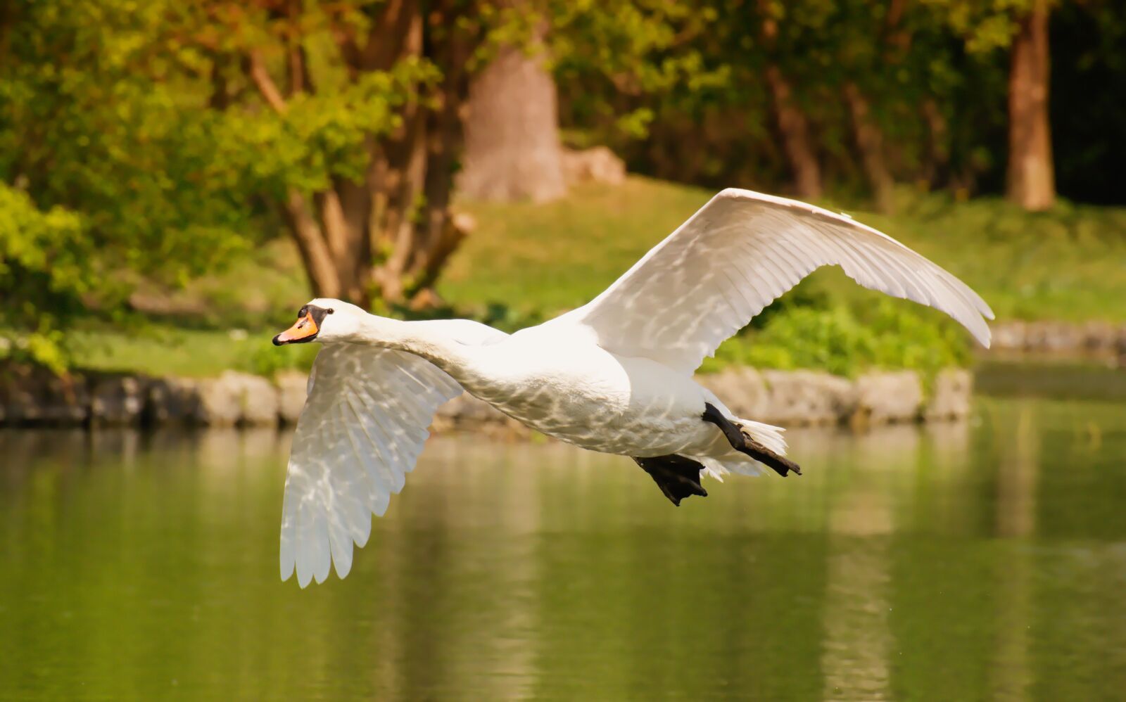 Nikon D7200 sample photo. Swan, water bird, flying photography