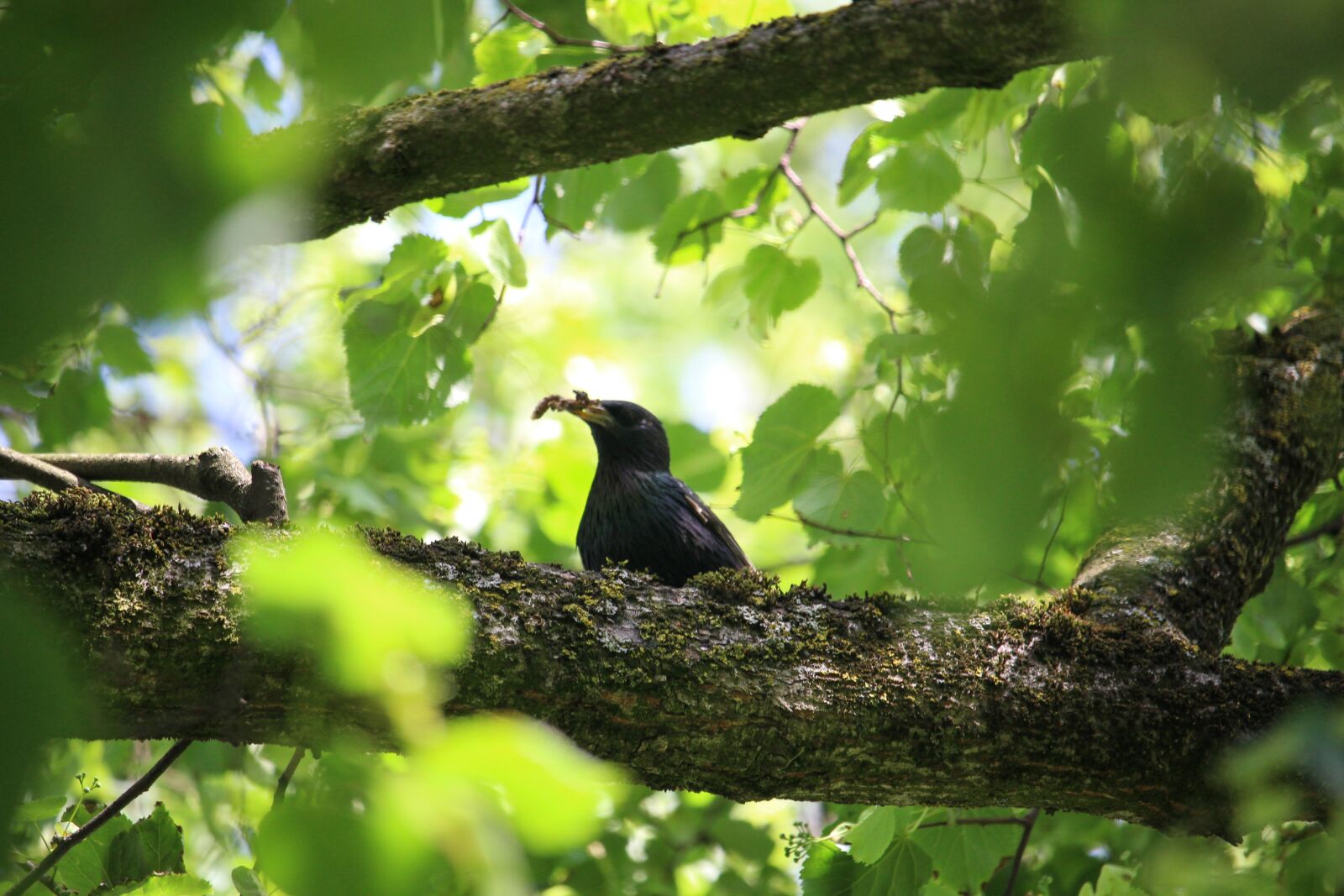 Canon EOS 100D (EOS Rebel SL1 / EOS Kiss X7) sample photo. Starling, bird, tree photography