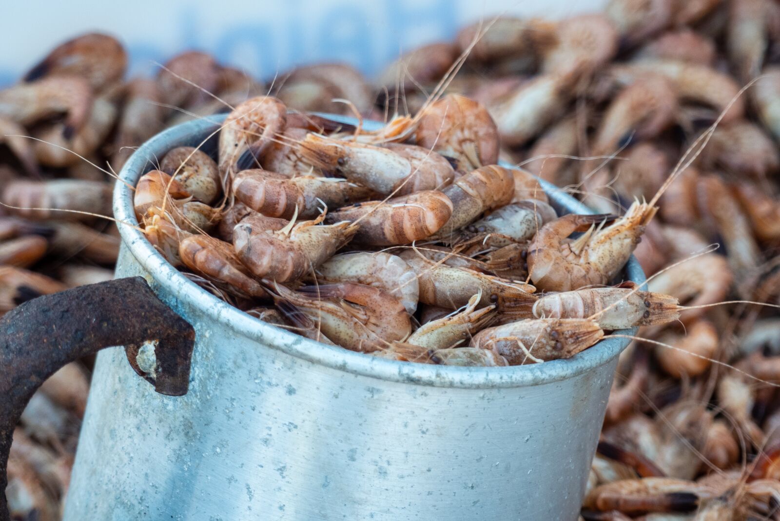 Panasonic Lumix DMC-FZ300 sample photo. Crabs, animal, crustaceans photography