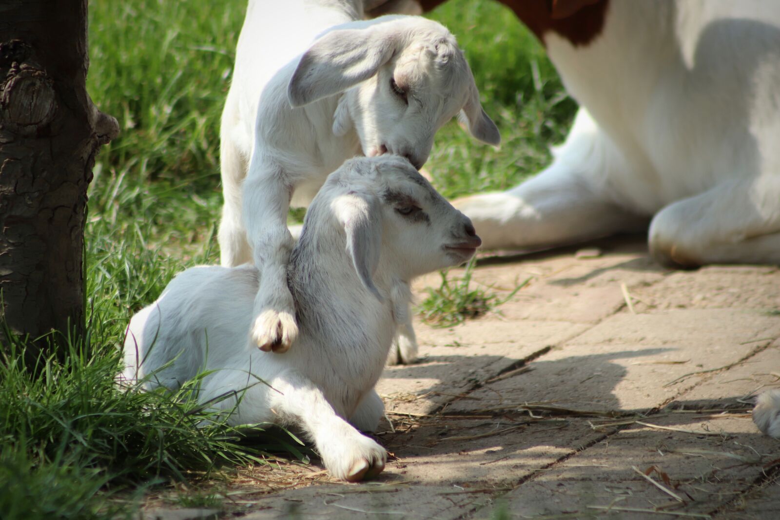 Canon EOS 800D (EOS Rebel T7i / EOS Kiss X9i) sample photo. Kid, goats, playful photography